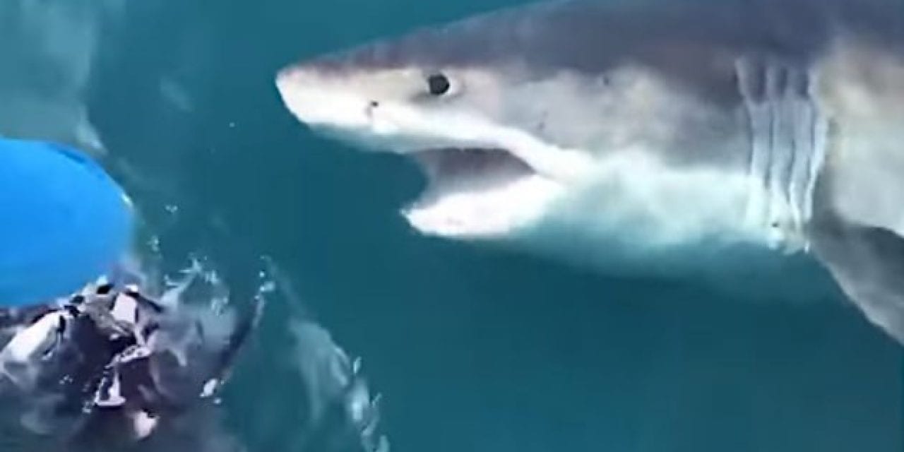 Huge Great White Filmed Circling Fishermen Off the Coast of Maryland