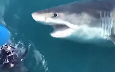Huge Great White Filmed Circling Fishermen Off the Coast of Maryland
