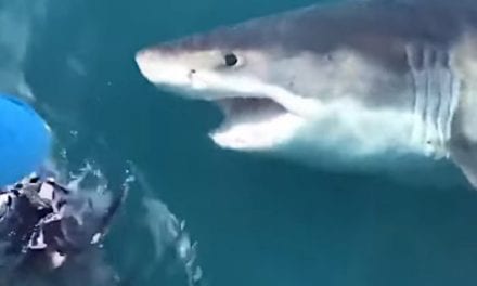 Huge Great White Filmed Circling Fishermen Off the Coast of Maryland