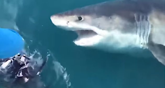 Great White Shark