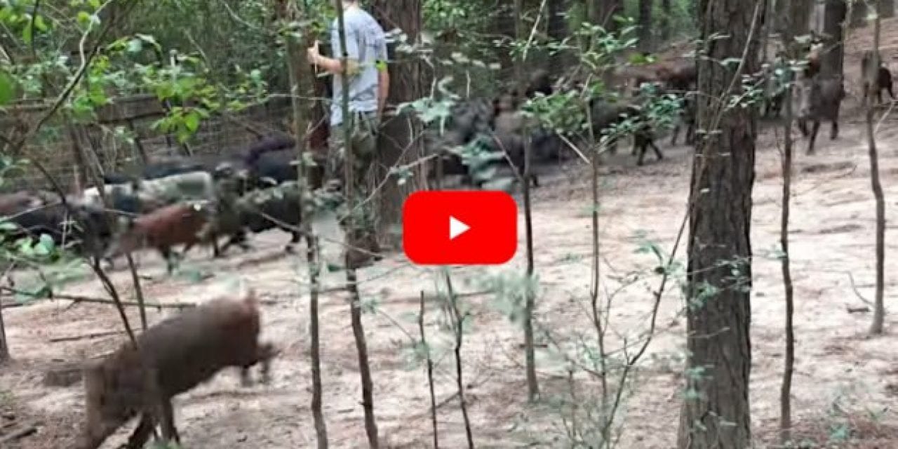 Hunter Shoots Feral Hog, Nearly Gets Run Over by 100 Others