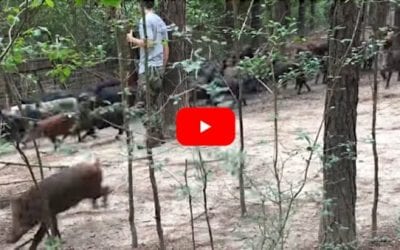 Hunter Shoots Feral Hog, Nearly Gets Run Over by 100 Others