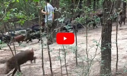 Hunter Shoots Feral Hog, Nearly Gets Run Over by 100 Others