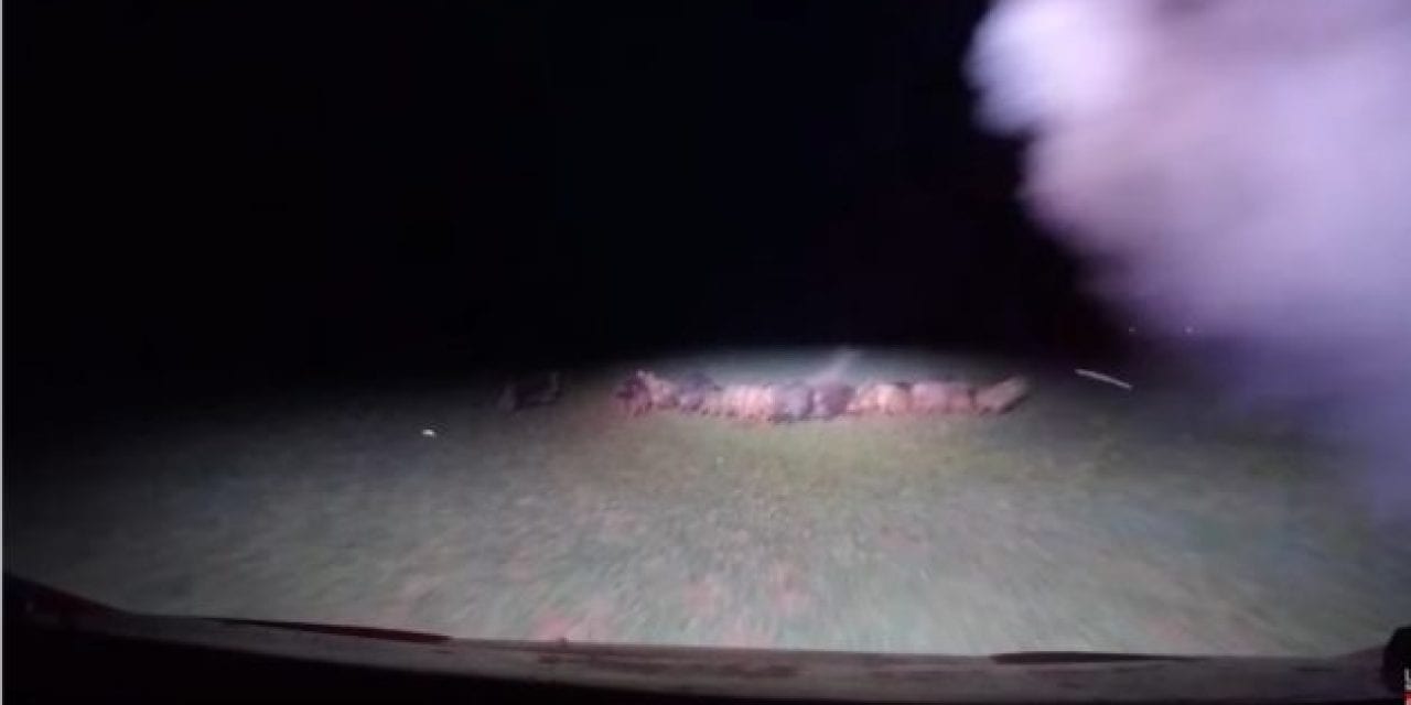 Hunting Hogs in Texas With a Side-by-Side and Laser-Sight Shotguns