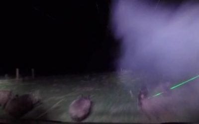 Hunting Hogs Using Lasers is One of the More Unique Ways to Get It Done
