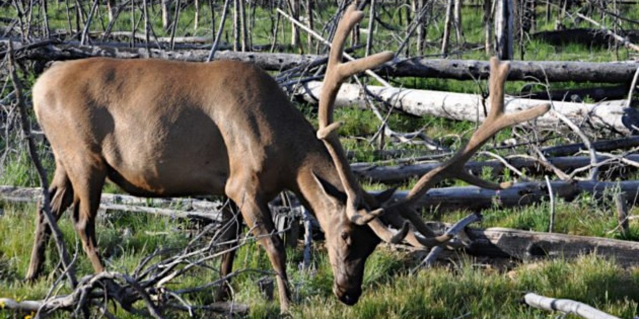 Judge’s Ruling Says Native Americans Must Follow Wyoming Game and Fish Regulations Off Reservation