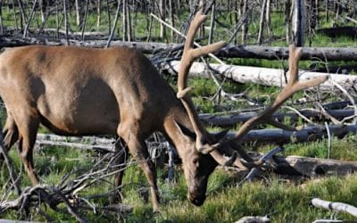 Judge’s Ruling Says Native Americans Must Follow Wyoming Game and Fish Regulations Off Reservation