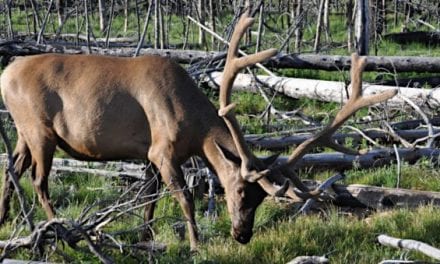 Judge’s Ruling Says Native Americans Must Follow Wyoming Game and Fish Regulations Off Reservation