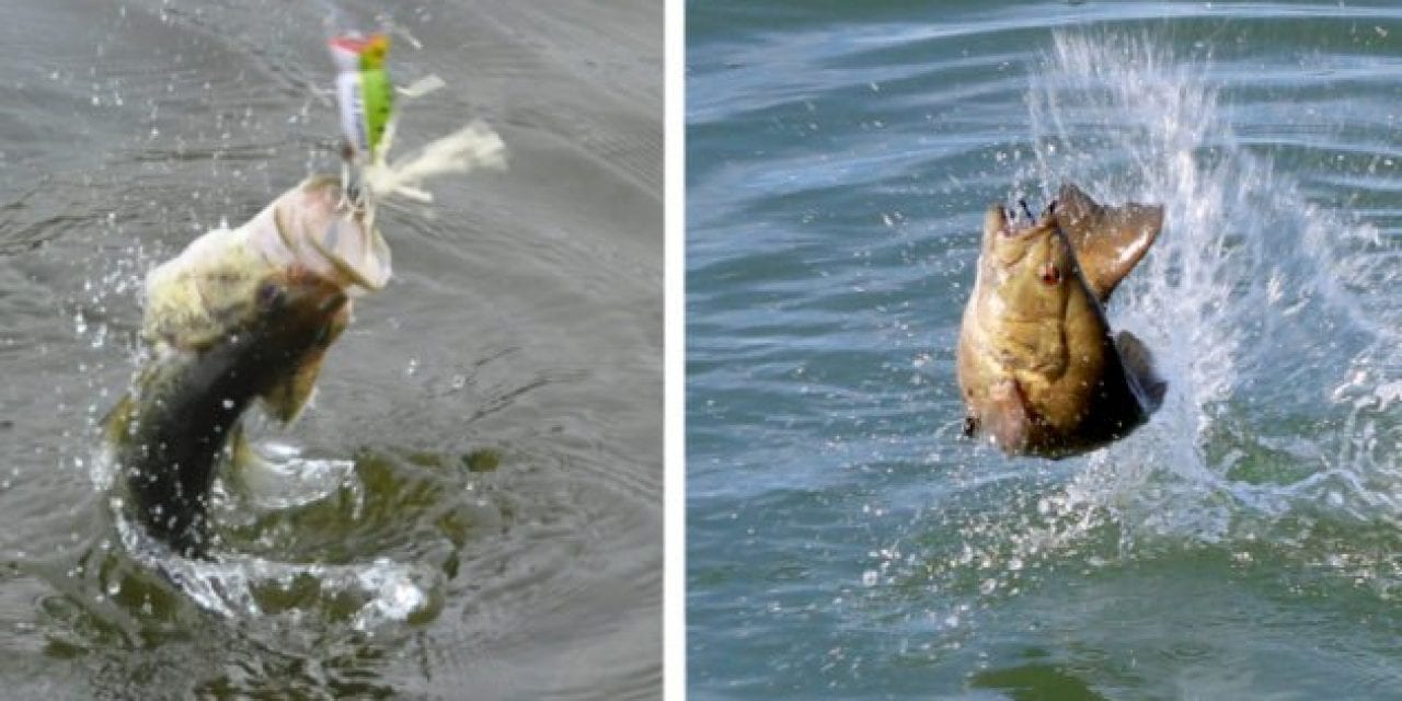 Largemouth vs. Smallmouth: The Game Fish Species Battle for America’s Favoritism