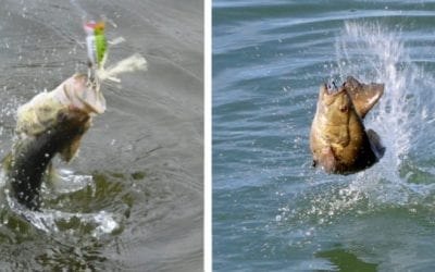 Largemouth vs. Smallmouth: The Game Fish Species Battle for America’s Favoritism