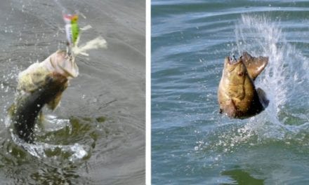 Largemouth vs. Smallmouth: The Game Fish Species Battle for America’s Favoritism