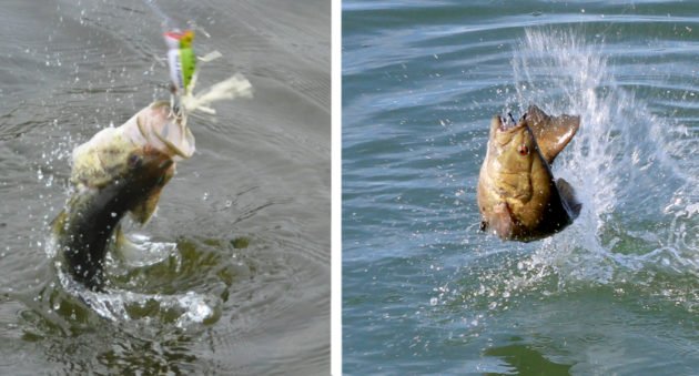 Largemouth vs Smallmouth