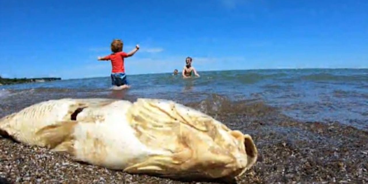 Massive Fish Die-Off Hits Ohio Shores of Lake Erie