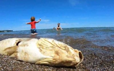 Massive Fish Die-Off Hits Ohio Shores of Lake Erie