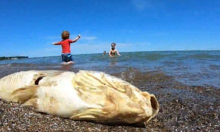 Massive Fish Die-Off Hits Ohio Shores of Lake Erie