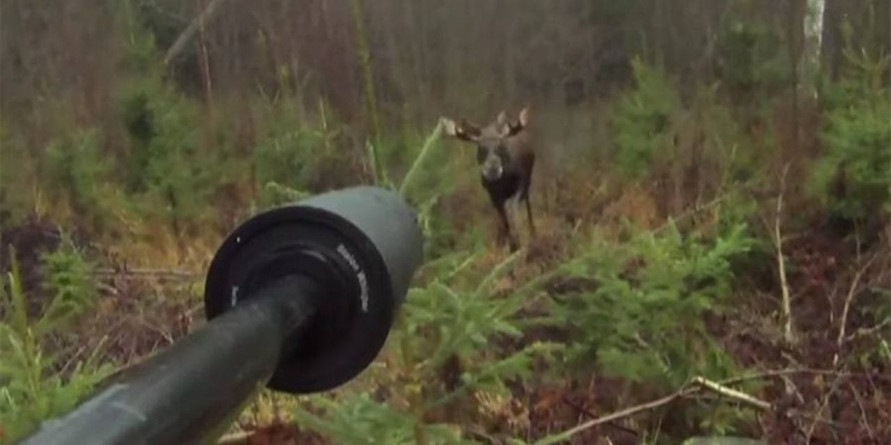 Moose Gets Up Close and Personal in This First-Person Footage