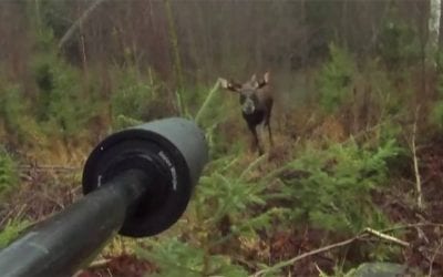 Moose Gets Up Close and Personal in This First-Person Footage