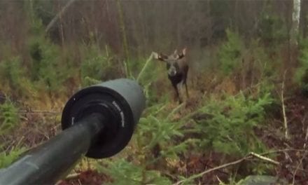 Moose Gets Up Close and Personal in This First-Person Footage