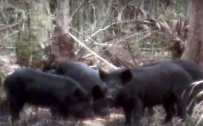 One Perfect Shot Drops 3 Wild Hogs