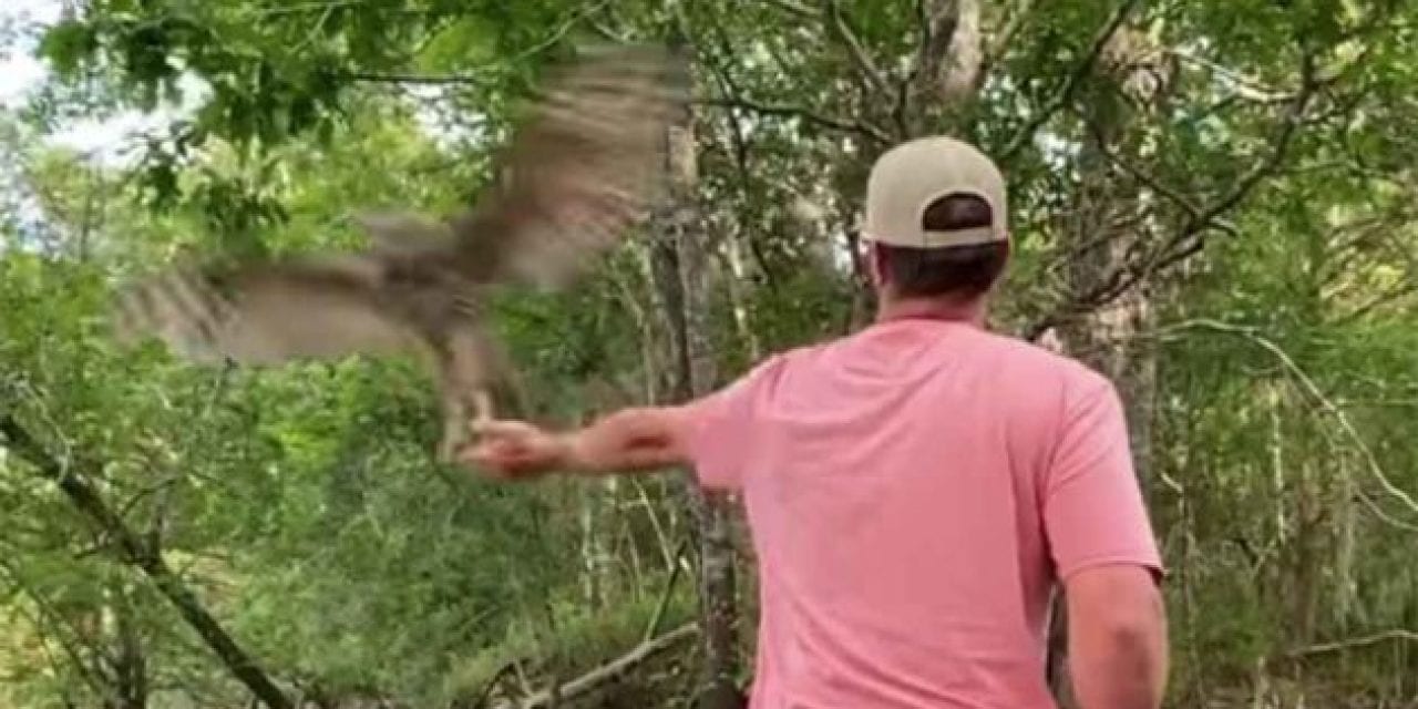 Owl Grabs Bluegill Right Out of Fisherman’s Hand