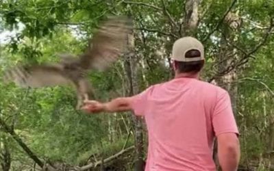 Owl Grabs Bluegill Right Out of Fisherman’s Hand