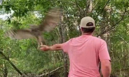 Owl Grabs Bluegill Right Out of Fisherman’s Hand
