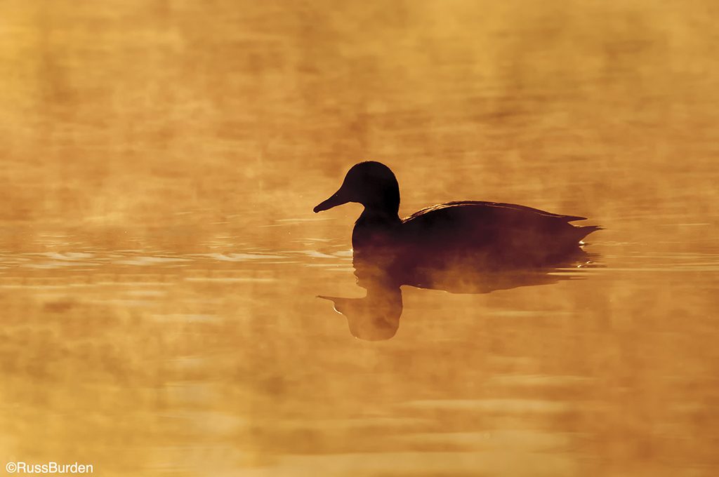 Photographing silhouettes