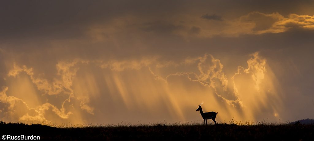 Photographing Silhouettes, Part 2