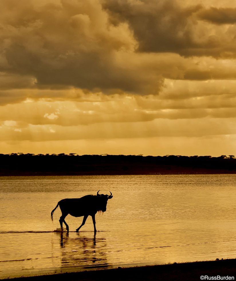 Photographing Silhouettes, Part 2