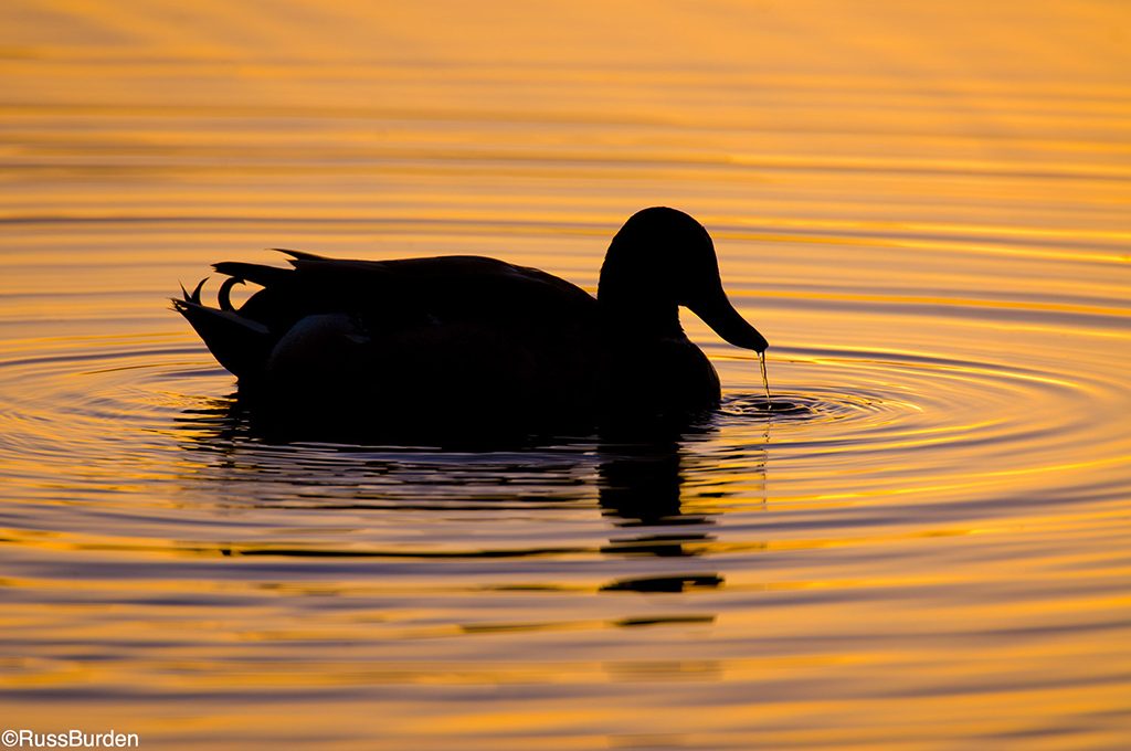 Photographing Silhouettes, Part 2