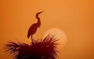 Photographing Silhouettes, Part 3
