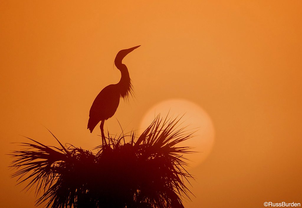 Photographing Silhouettes