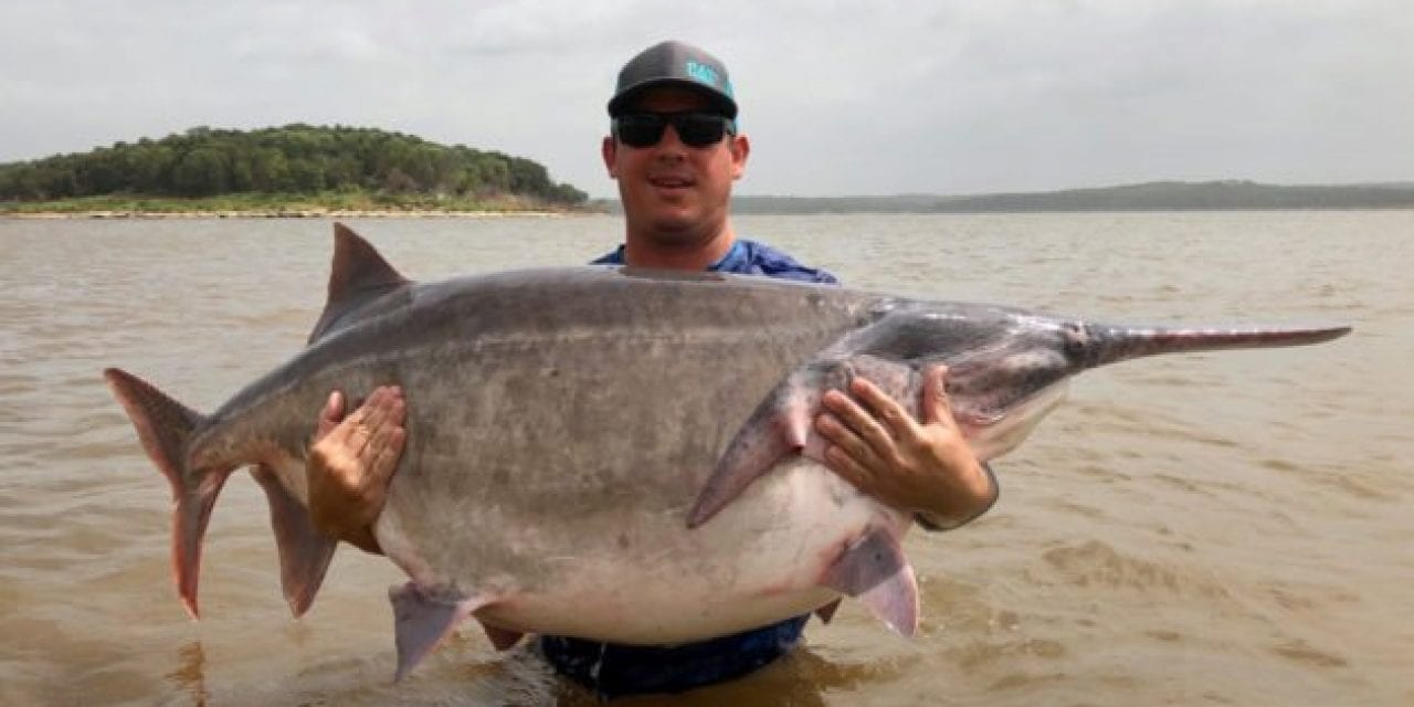 Possible World Record 146-Pound Paddlefish Caught in Oklahoma