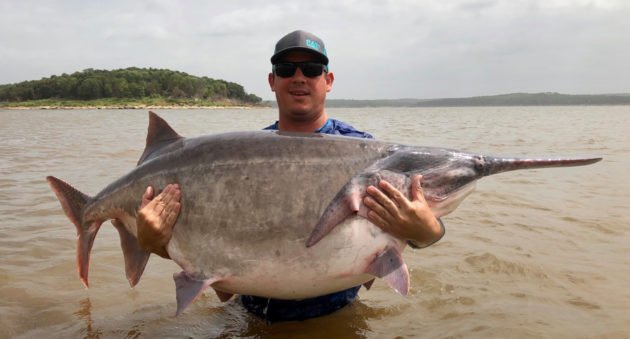 Paddlefish