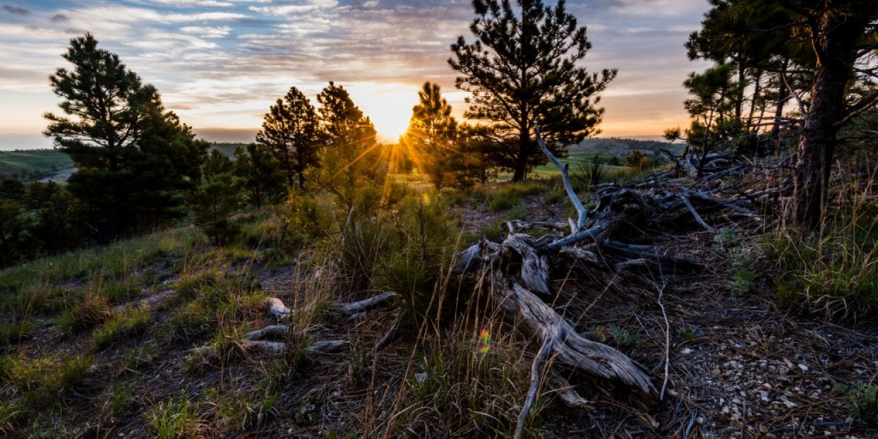 Preserving the Pine Ridge