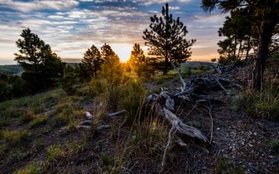Preserving the Pine Ridge