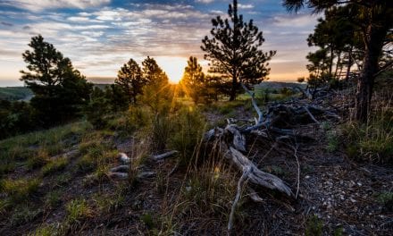 Preserving the Pine Ridge