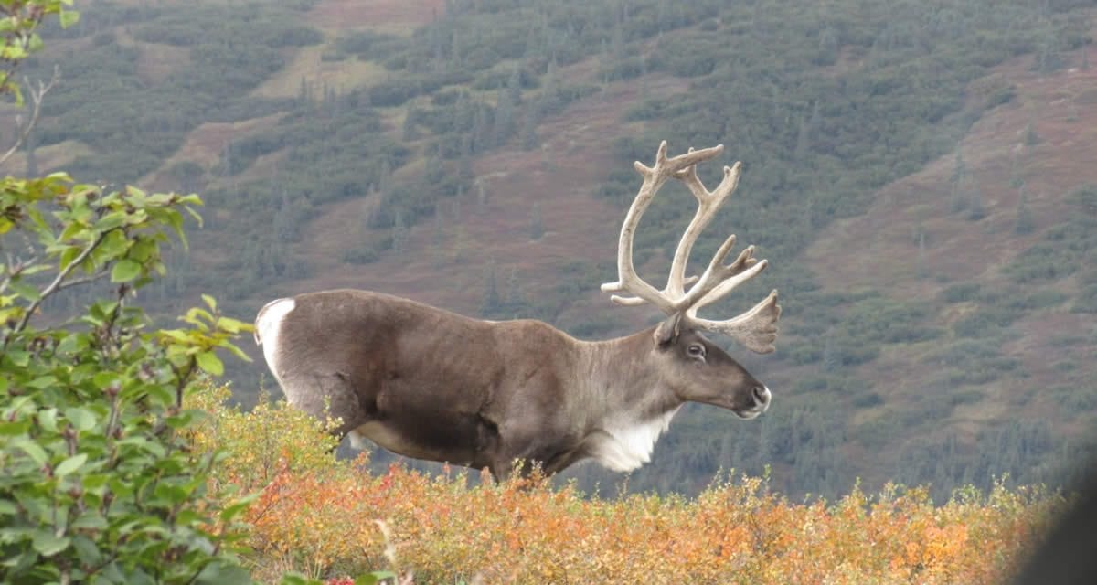 Safe Hunting Means Binoculars, Blaze Orange and Common Sense