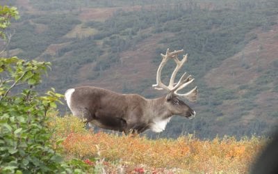 Safe Hunting Means Binoculars, Blaze Orange and Common Sense