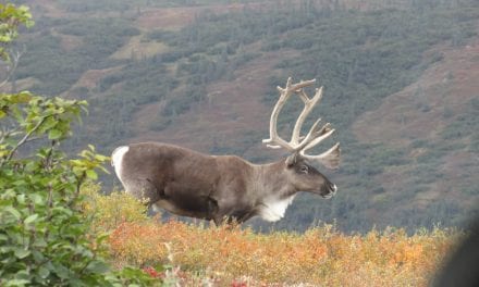 Safe Hunting Means Binoculars, Blaze Orange and Common Sense