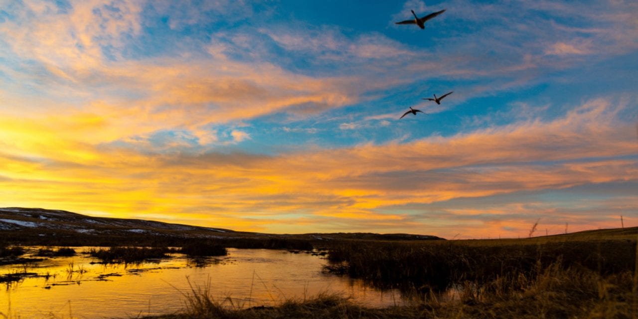 Sandhills Trumpeters