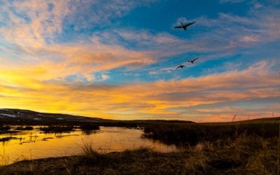 Sandhills Trumpeters
