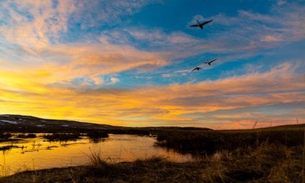 Sandhills Trumpeters