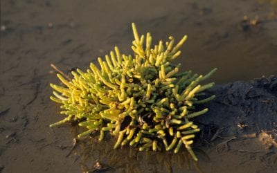 Saving Saltwort