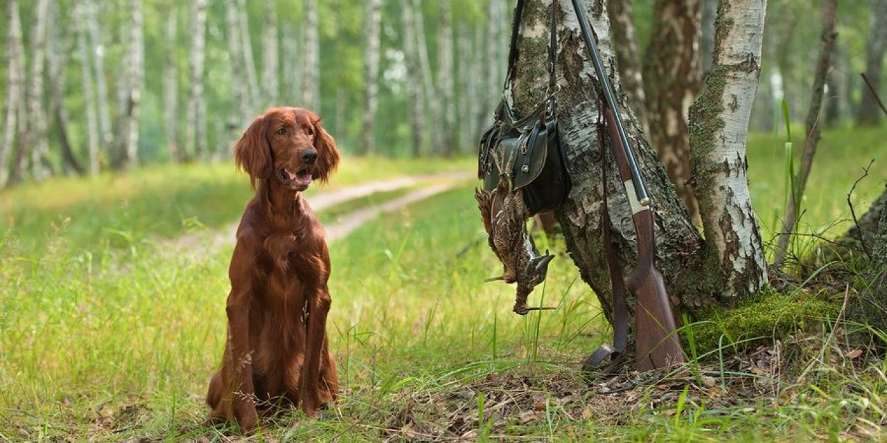 The 10 Best Hunting Dog Breeds