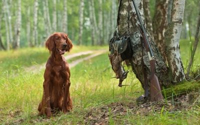 The 10 Best Hunting Dog Breeds