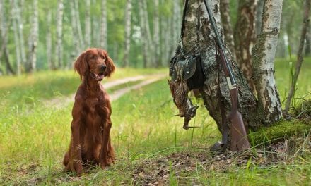 The 10 Best Hunting Dog Breeds