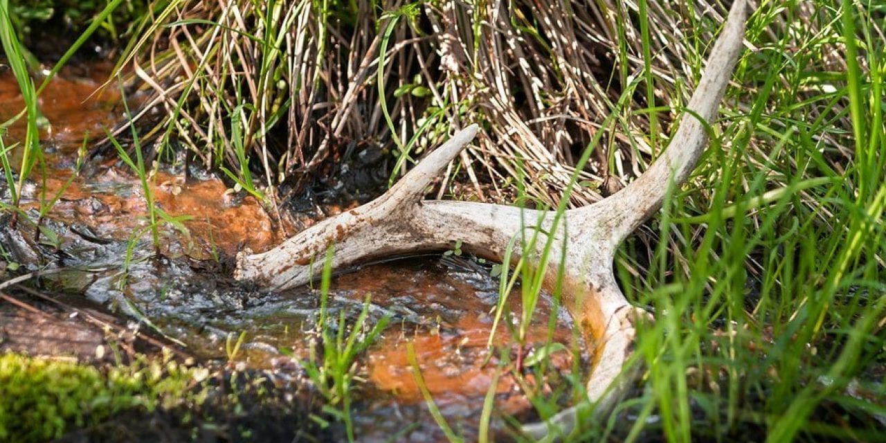 The Science Behind Why Deer Shed Their Antlers