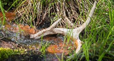 The Science Behind Why Deer Shed Their Antlers - Outdoor Enthusiast