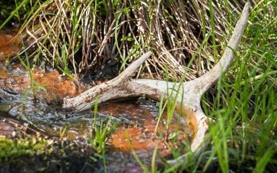 The Science Behind Why Deer Shed Their Antlers